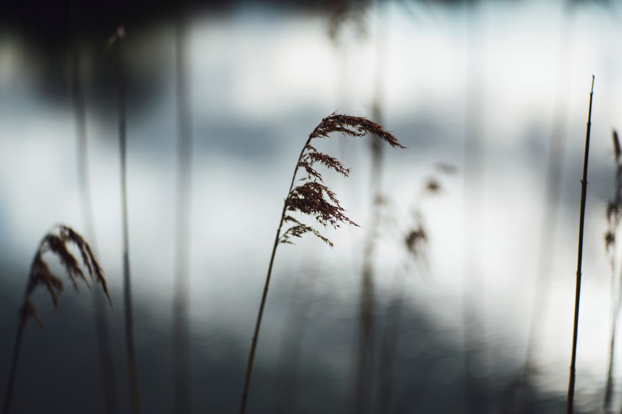 Close-up photo of reeds gently swaying by a reflective water surface, showcasing nature's tranquility.