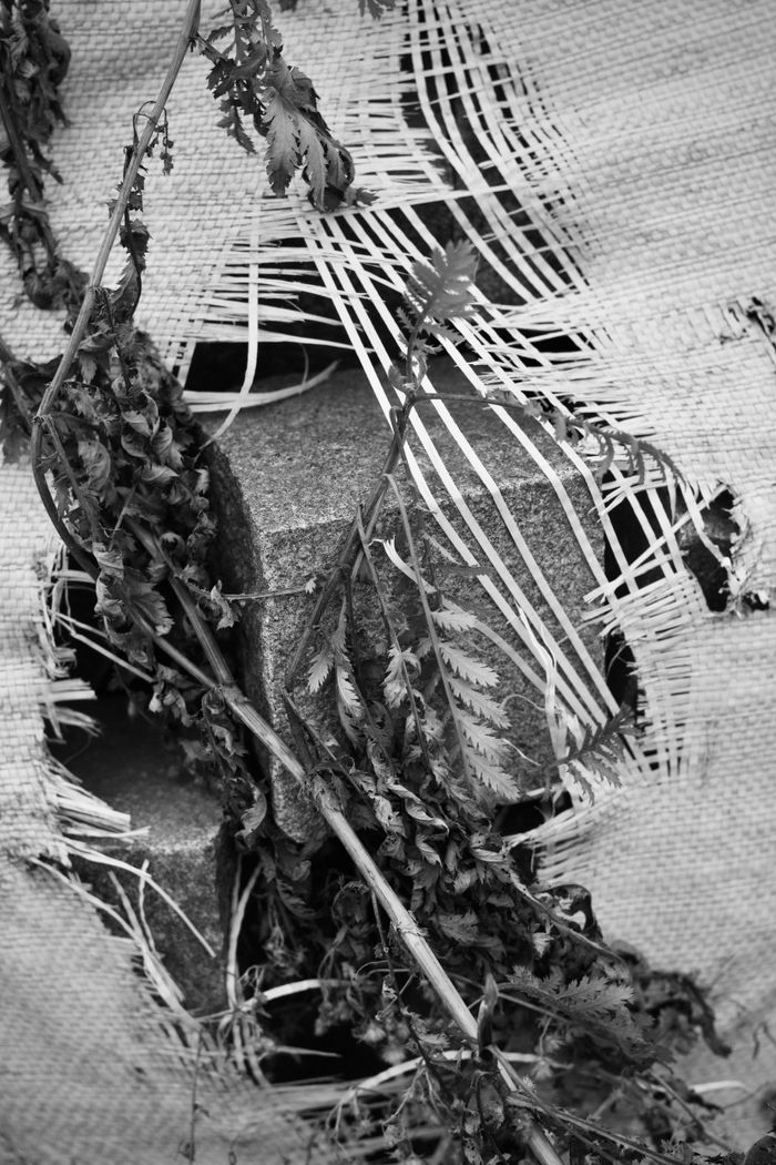 Offerings Black and white abstract image featuring torn fabric with leaves intertwined.